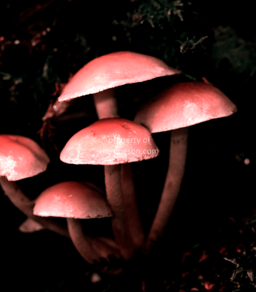 Mushrooms