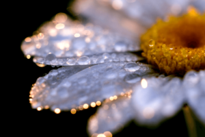 Flower with Dew