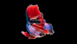 Patriotic Fish