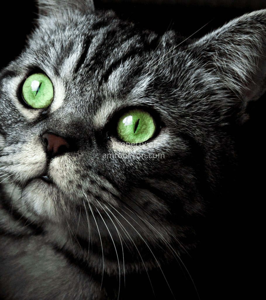 Green Eyed Cat